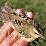 Acrocephalus warblers